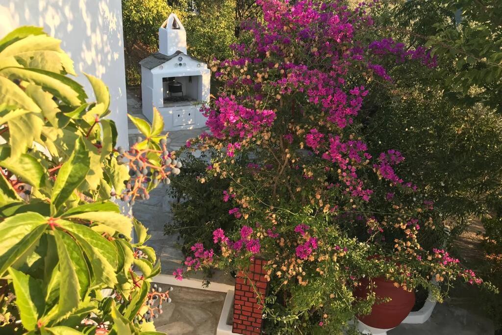 Vila Παναής & Μαρία / Panais & Maria Skopelos Exteriér fotografie